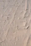 Dunas da Lagoa - traces de varan