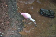 Visite du Parque da aves