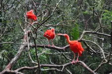 Visite du Parque da aves