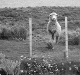 Après <a href="http://fr.wikipedia.org/wiki/Le_G%C3%A9nie_des_alpages" target="_blank">Le Génie des Alpages</a>, le génie de la Patagonie ?