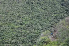 Nous pénétrons dans la forêt
