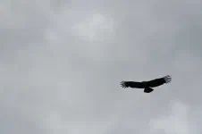 Et el condor passa