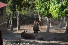 Chiquisca