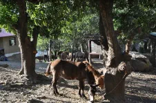 Les chevaux et mules aussi se reposent